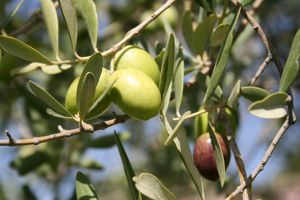 Masseria Degli Ulivi San Corrado di Fuori Esterno foto